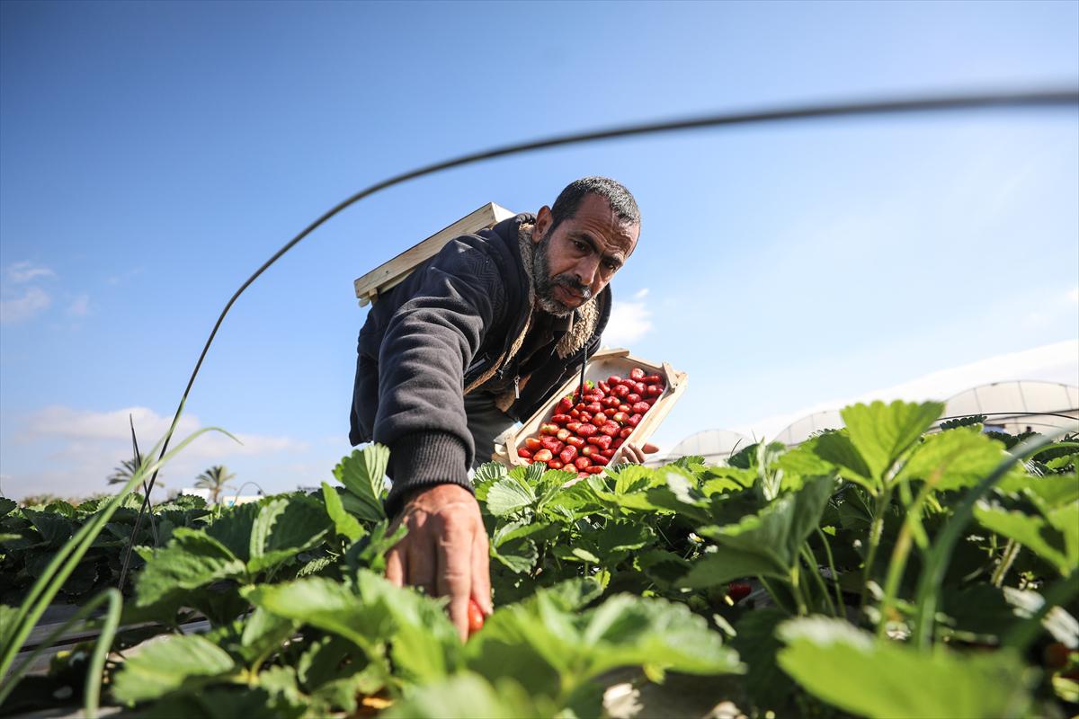 Filistinliler, Gazze ablukasını tarımdaki marifetiyle deliyor - 3
