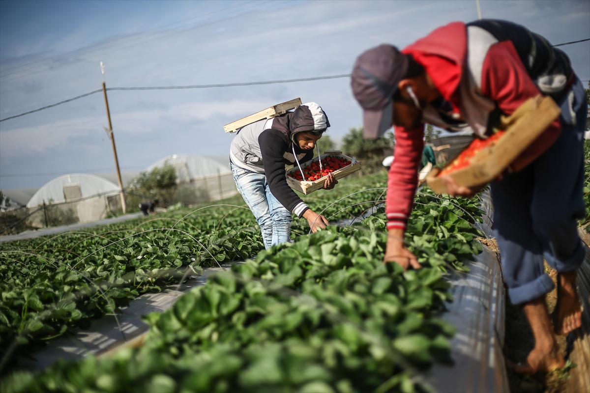 Filistinliler, Gazze ablukasını tarımdaki marifetiyle deliyor - 1
