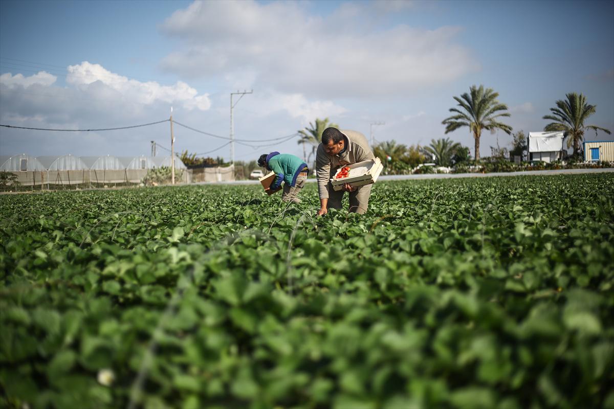 Filistinliler, Gazze ablukasını tarımdaki marifetiyle deliyor - 4