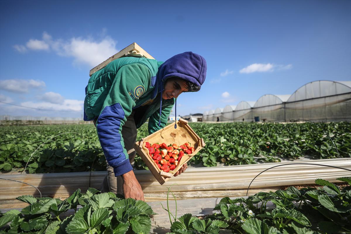 Filistinliler, Gazze ablukasını tarımdaki marifetiyle deliyor - 6