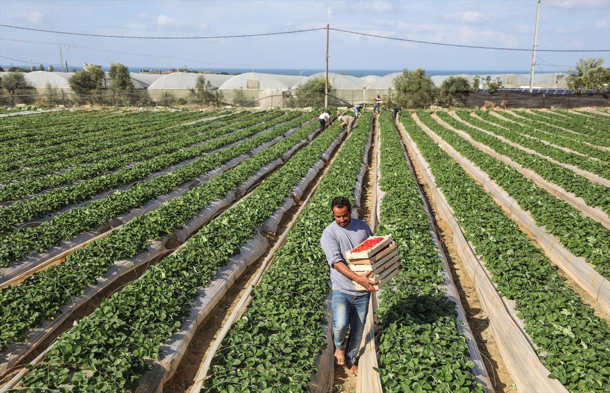 Filistinliler, Gazze ablukasını tarımdaki marifetiyle deliyor - 5