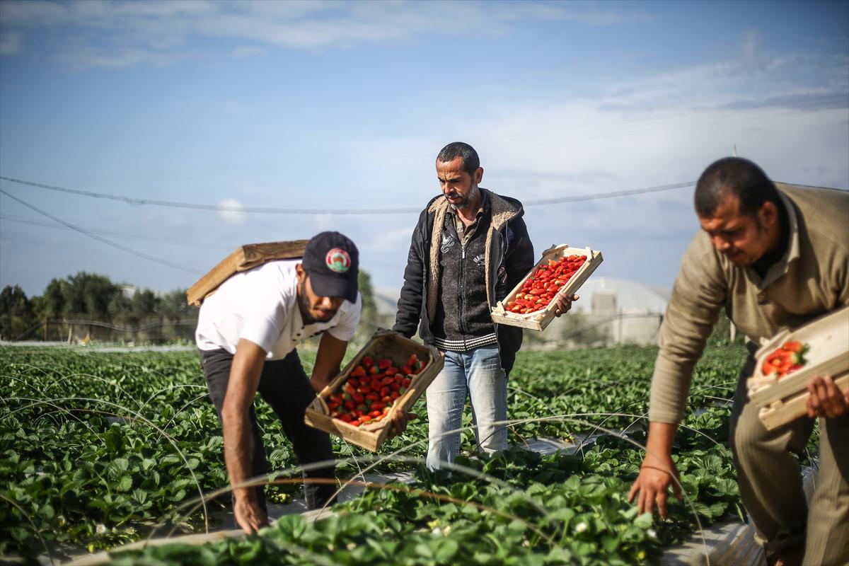 Filistinliler, Gazze ablukasını tarımdaki marifetiyle deliyor - 7