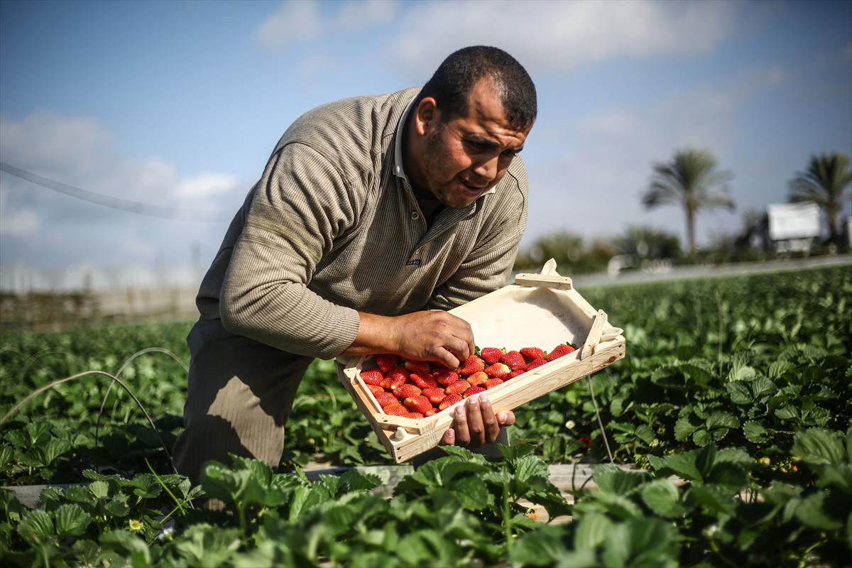 Filistinliler, Gazze ablukasını tarımdaki marifetiyle deliyor - 8