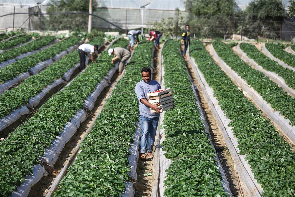 Filistinliler, Gazze ablukasını tarımdaki marifetiyle deliyor - 11
