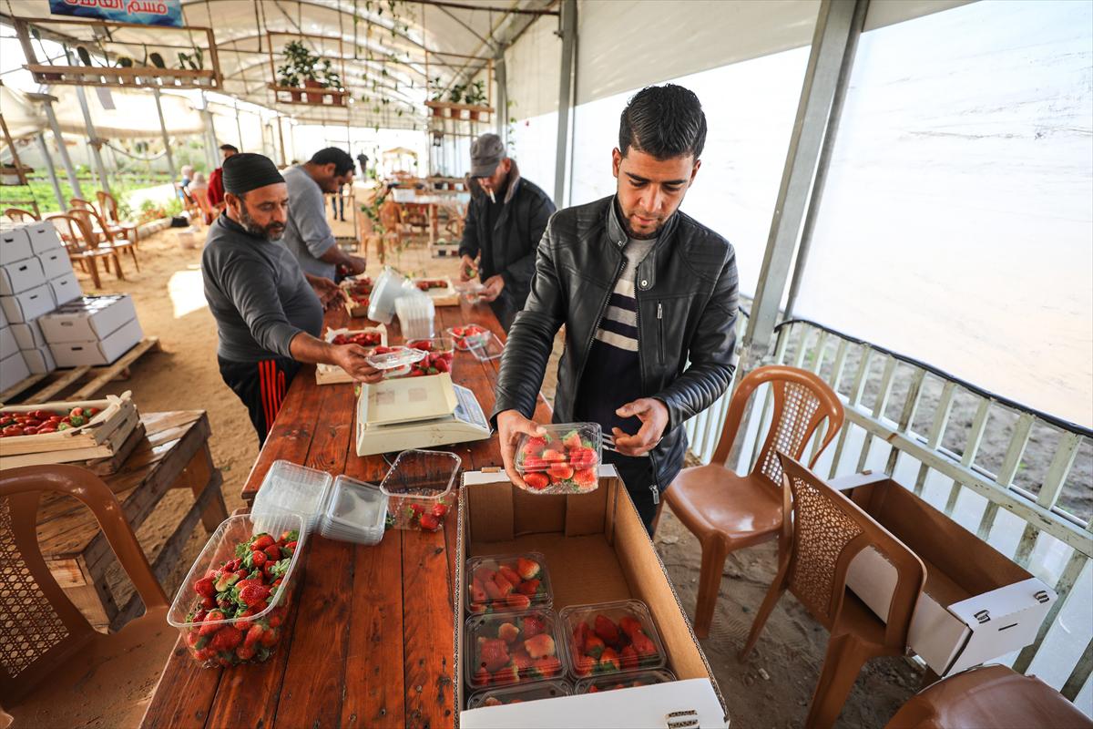 Filistinliler, Gazze ablukasını tarımdaki marifetiyle deliyor - 12