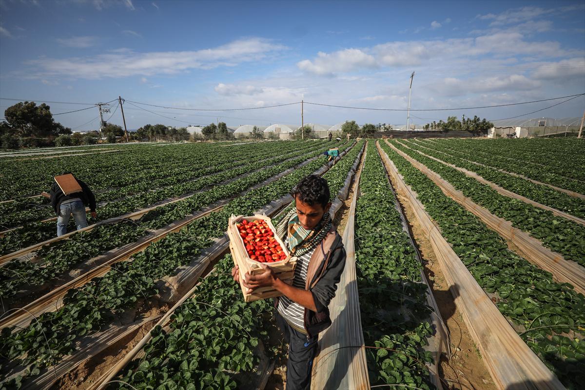 Filistinliler, Gazze ablukasını tarımdaki marifetiyle deliyor - 13