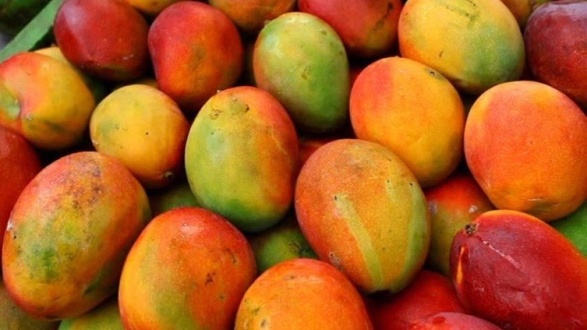 Mango hakkındaki bu bilgileri duyunca şaşıracaksınız - 6