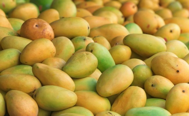Mango hakkındaki bu bilgileri duyunca şaşıracaksınız - 7