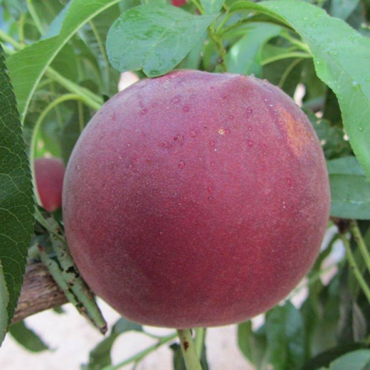 Faydası kabuğunda olan yiyecekler - 9