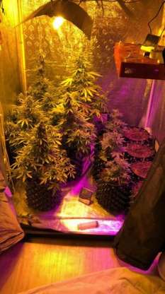 Zehir tacirlerinden inanılmaz yöntem - 7