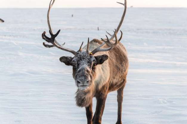 Dünyanın en soğuk bölgesinde ilginç yaşam - 2