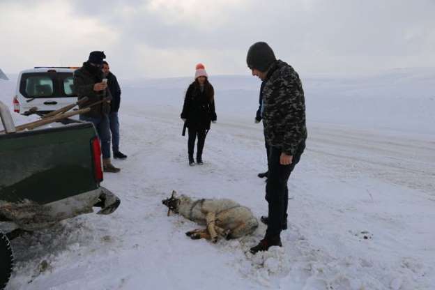 Muş'ta köylülerin yakaladığı kurdu kaymakam serbest bıraktı - 3