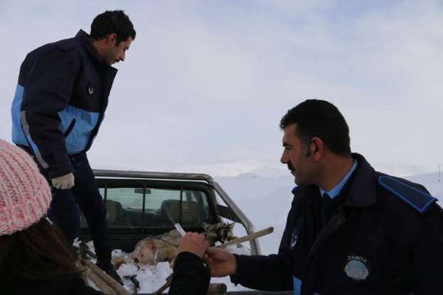 Muş'ta köylülerin yakaladığı kurdu kaymakam serbest bıraktı - 4