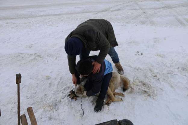 Muş'ta köylülerin yakaladığı kurdu kaymakam serbest bıraktı - 5