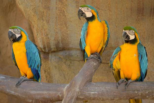 2018'in en güzel hayvan fotoğrafları - 2