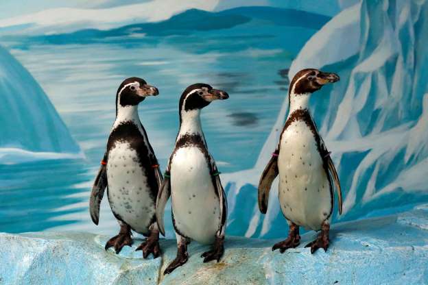 2018'in en güzel hayvan fotoğrafları - 3