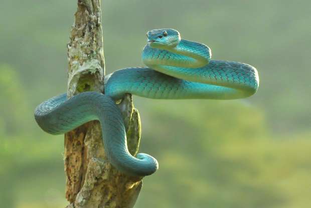 2018'in en güzel hayvan fotoğrafları - 5