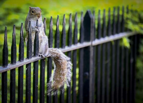 2018'in en güzel hayvan fotoğrafları - 9