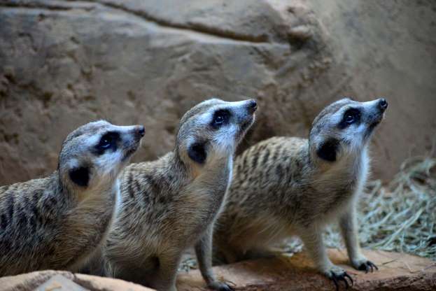 2018'in en güzel hayvan fotoğrafları - 10