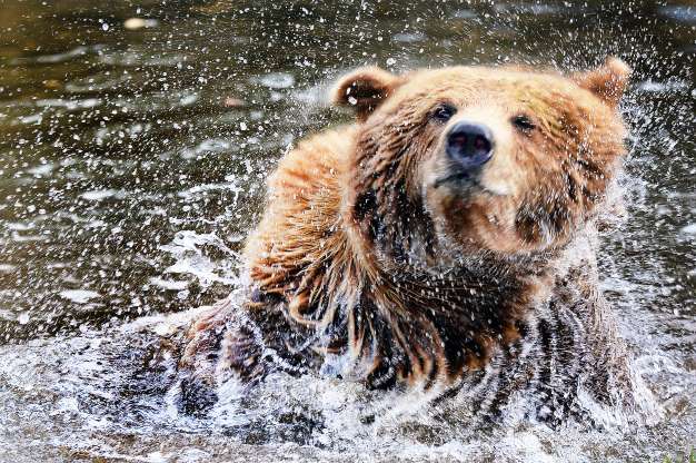 2018'in en güzel hayvan fotoğrafları - 12