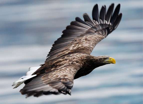 2018'in en güzel hayvan fotoğrafları - 14