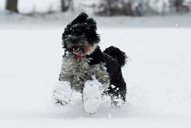 2018'in en güzel hayvan fotoğrafları - 15