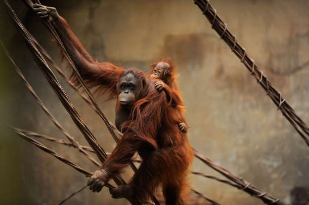 2018'in en güzel hayvan fotoğrafları - 16