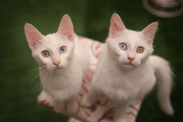 2018'in en güzel hayvan fotoğrafları - 17