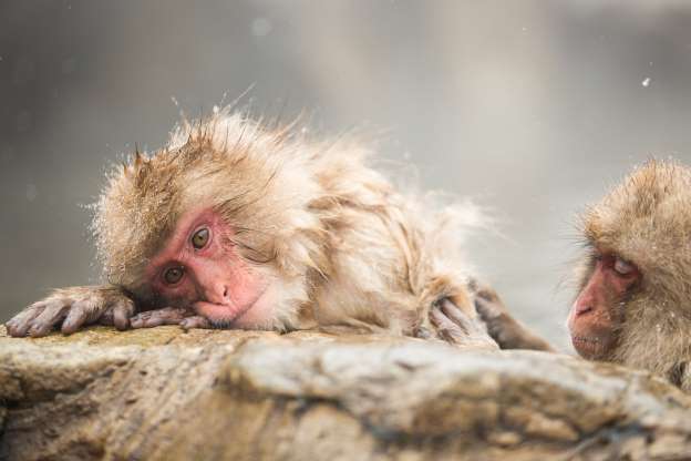 2018'in en güzel hayvan fotoğrafları - 21