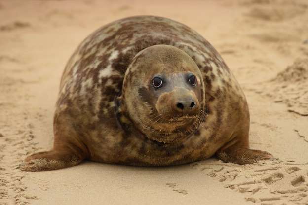 2018'in en güzel hayvan fotoğrafları - 22