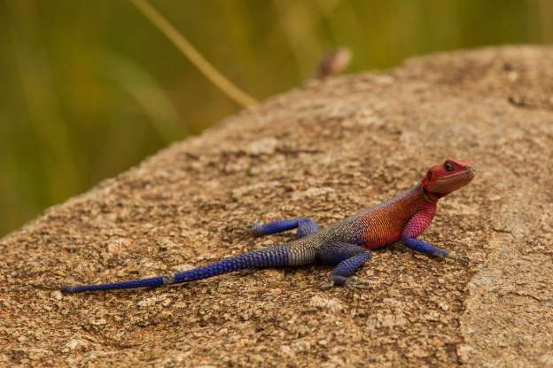 2018'in en güzel hayvan fotoğrafları - 23