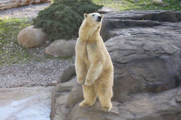 2018'in en güzel hayvan fotoğrafları - 26