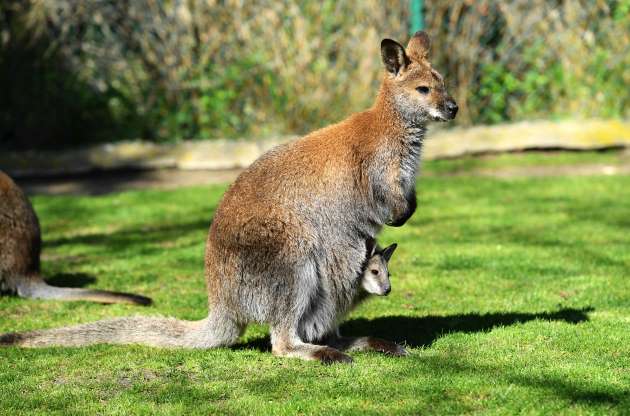 2018'in en güzel hayvan fotoğrafları - 27