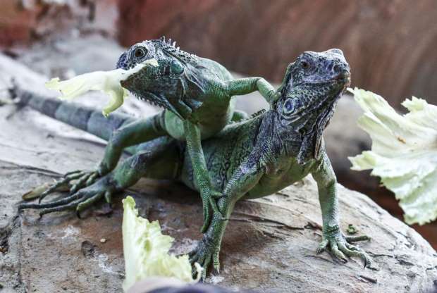 2018'in en güzel hayvan fotoğrafları - 29