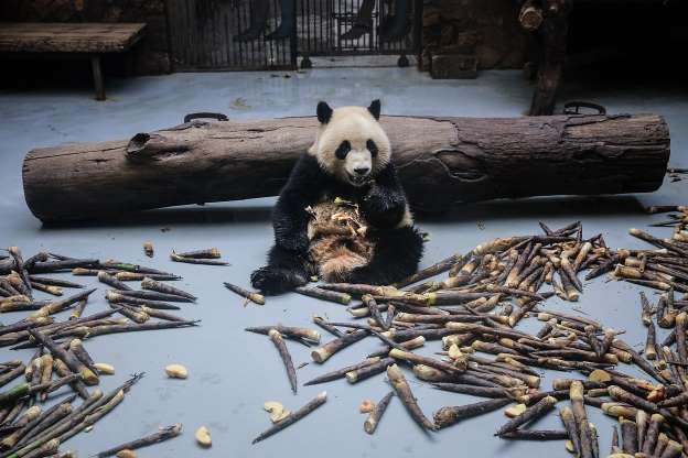 2018'in en güzel hayvan fotoğrafları - 28