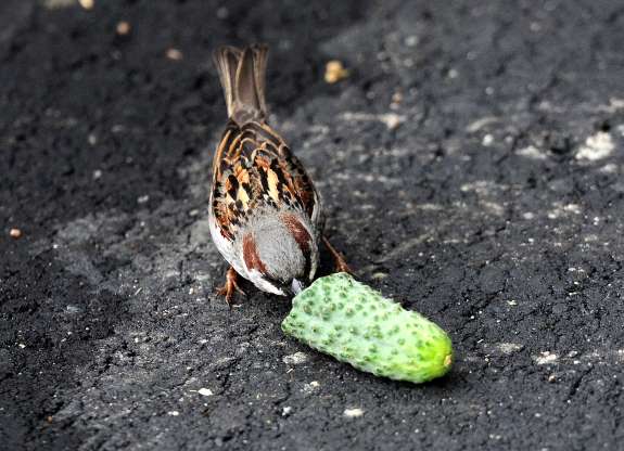 2018'in en güzel hayvan fotoğrafları - 31