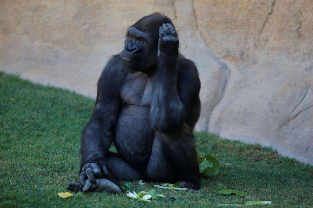 2018'in en güzel hayvan fotoğrafları - 37