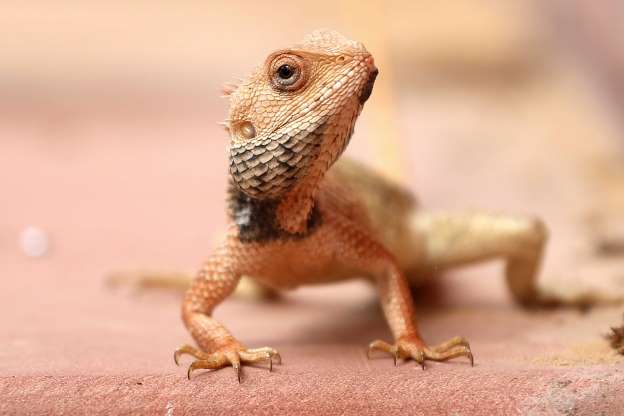 2018'in en güzel hayvan fotoğrafları - 39