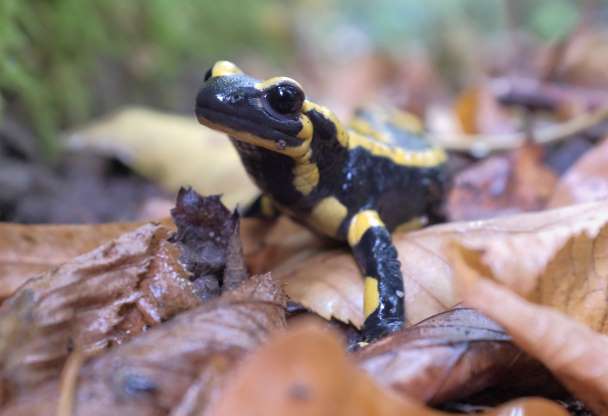 2018'in en güzel hayvan fotoğrafları - 45