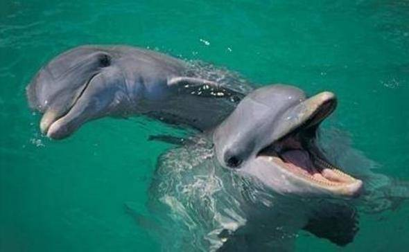 Bu bilgileri ya yanlış biliyorsunuz ya da hiç duymadınız. - 33