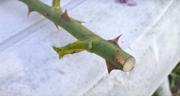 Bu bilgileri ya yanlış biliyorsunuz ya da hiç duymadınız. - 126