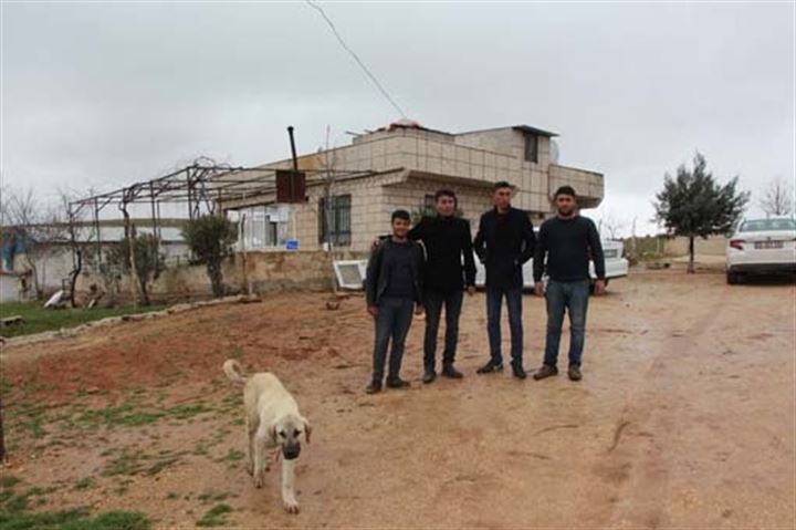 Urfa'da yetiştirilen bu köpekler 100 bin TL'ye satılıyor - 3