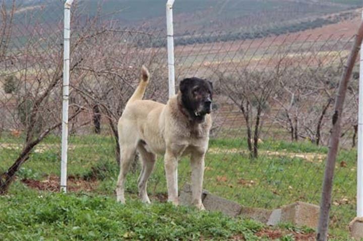 Urfa'da yetiştirilen bu köpekler 100 bin TL'ye satılıyor - 5