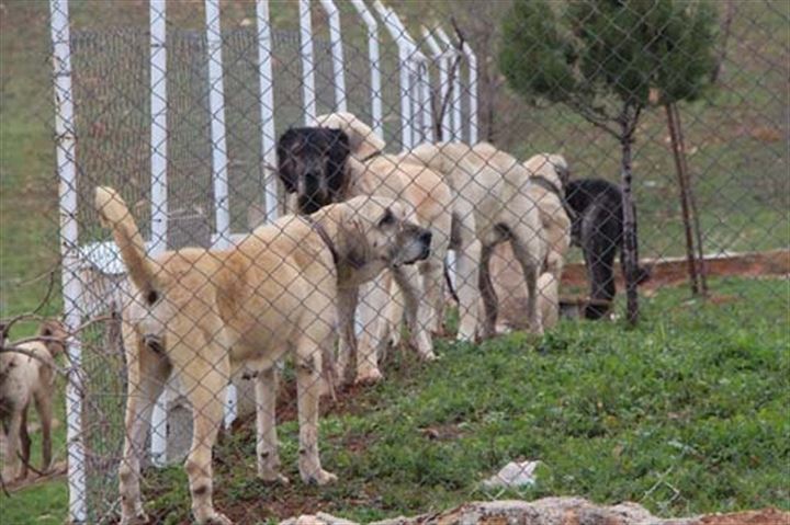 Urfa'da yetiştirilen bu köpekler 100 bin TL'ye satılıyor - 4