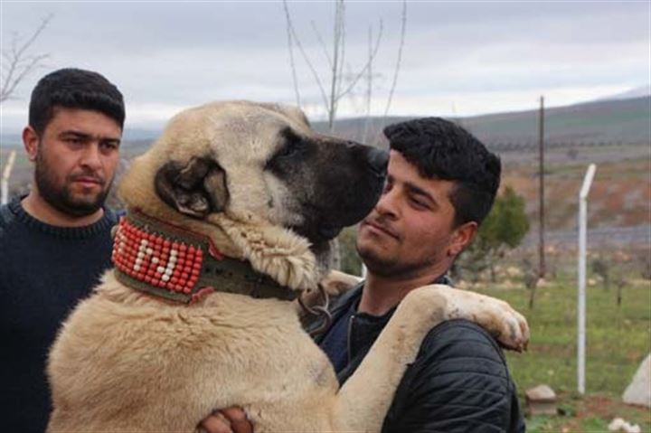 Urfa'da yetiştirilen bu köpekler 100 bin TL'ye satılıyor - 6