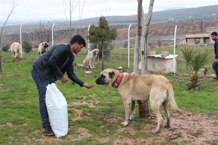 Urfa'da yetiştirilen bu köpekler 100 bin TL'ye satılıyor - 8