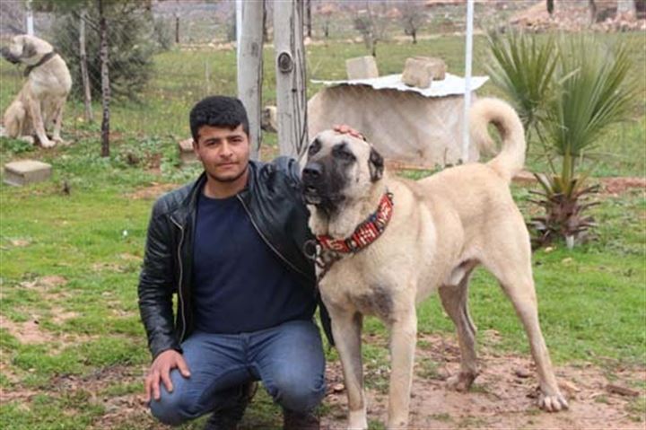 Urfa'da yetiştirilen bu köpekler 100 bin TL'ye satılıyor - 9