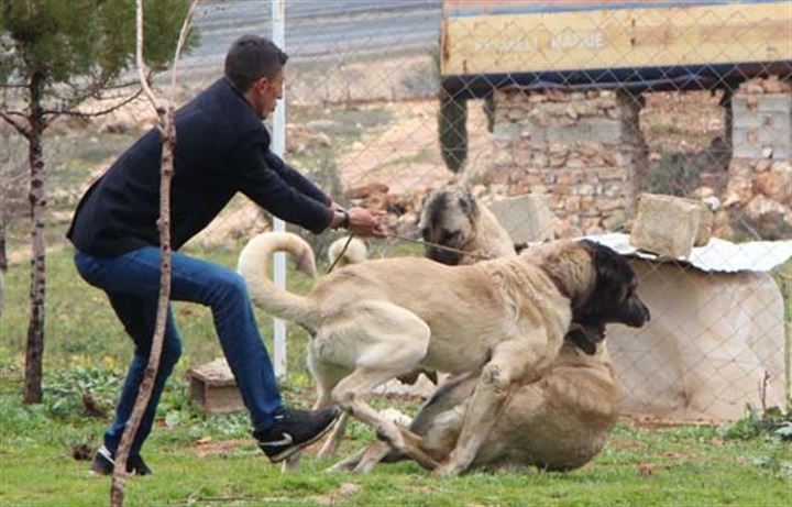 Urfa'da yetiştirilen bu köpekler 100 bin TL'ye satılıyor - 11