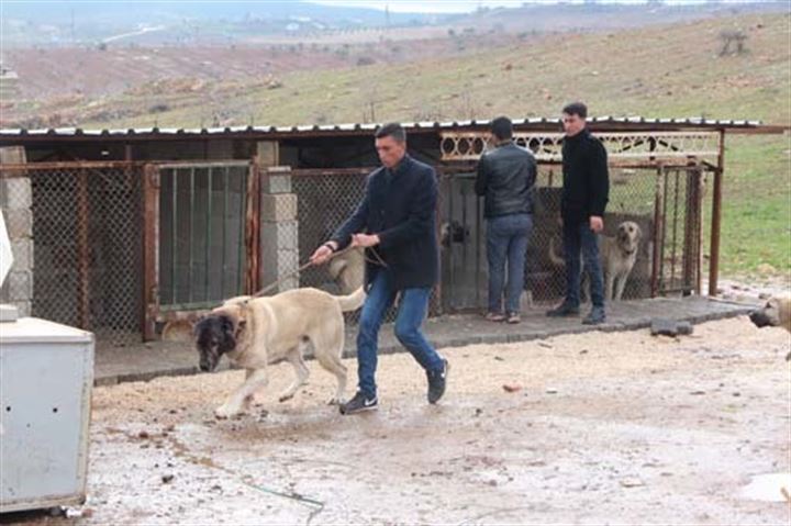Urfa'da yetiştirilen bu köpekler 100 bin TL'ye satılıyor - 10