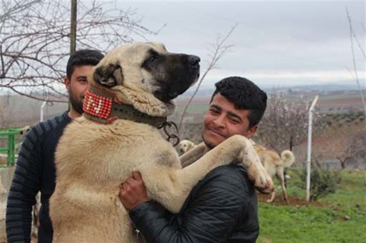 Urfa'da yetiştirilen bu köpekler 100 bin TL'ye satılıyor - 13